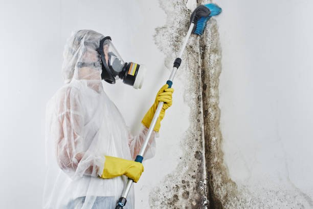 Mold Removal and Cleanup